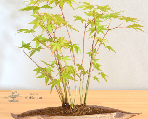 健康的なもみじの盆栽 約30cm 寄せ植え盆栽 健康的なもみじの