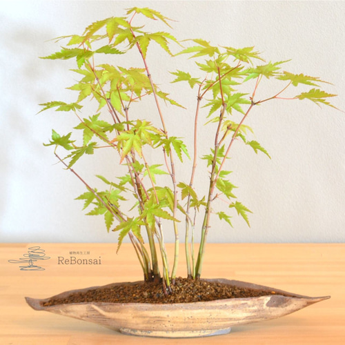 紅葉寄植え盆栽！ topy1493.jpg