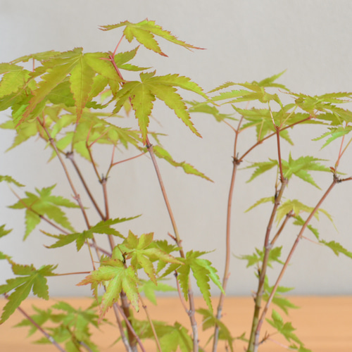 インテリア盆栽「山もみじ 寄せ植え」 盆栽 ReBonsai 通販 13954812