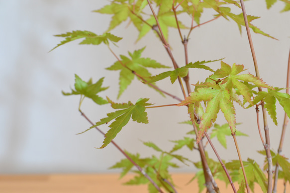 インテリア盆栽「山もみじ 寄せ植え」 5枚目の画像