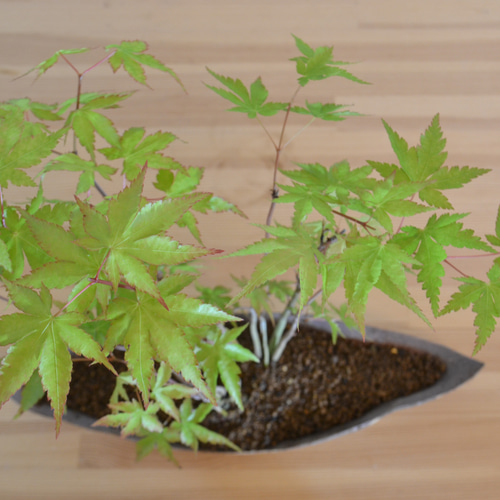 インテリア盆栽「山もみじ 寄せ植え」 盆栽 ReBonsai 通販 13954812