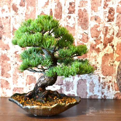 盆栽 『五葉松』 和風 インテリア 園芸 観葉植物 ガーデニング b028