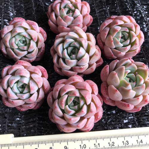 新入荷 レア新品種 多肉植物 エケベリア 桜大福 カット苗 1苗