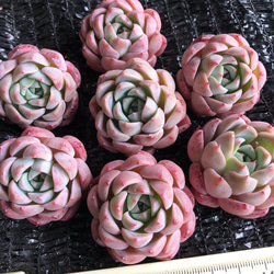 新入荷 レア新品種 多肉植物 エケベリア 桜大福 カット苗 1苗2500円