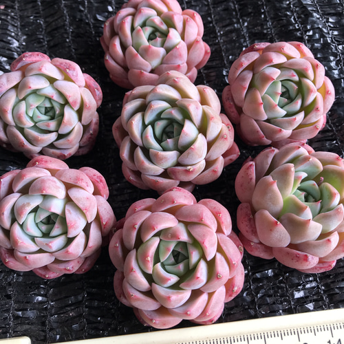 新入荷 レア新品種 多肉植物 エケベリア 桜大福 カット苗 1苗2500円