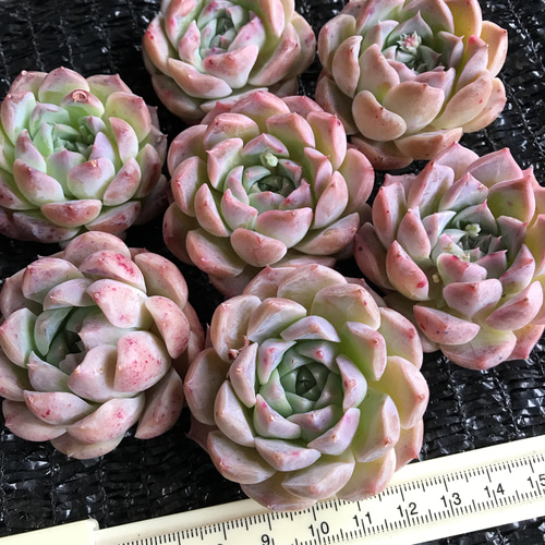 一時中止中☆　多肉植物　エケベリア　ピンクムーンライト　大きめサイズ　カット苗 一時中止中☆ 多肉植物 エケベリア ピンクムーンライト 大きめサイズ