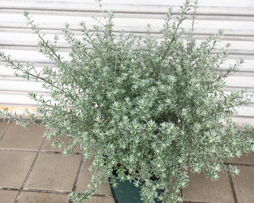 満点の 斑入り ウエストリンギア スモーキーホワイト 大株 植物/観葉