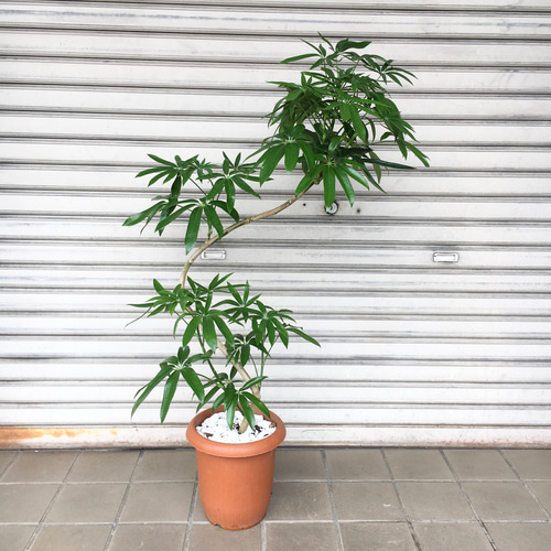 希少 曲がり♡ S字シェイプ♡ シェフレラ アンガスティフォリア