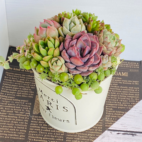 そのまま飾れる】多肉植物 寄せ植え ..＊ 13 ＊.. 多肉植物 Dia