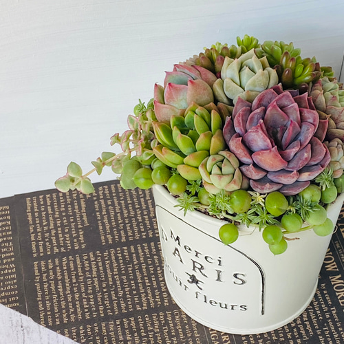 そのまま飾れる】多肉植物 寄せ植え ..＊ 13 ＊.. 多肉植物 Dia Lily