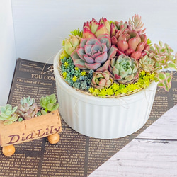 そのまま飾れる】多肉植物 寄せ植え ..＊ 14 ＊.. 多肉植物 Dia Lily