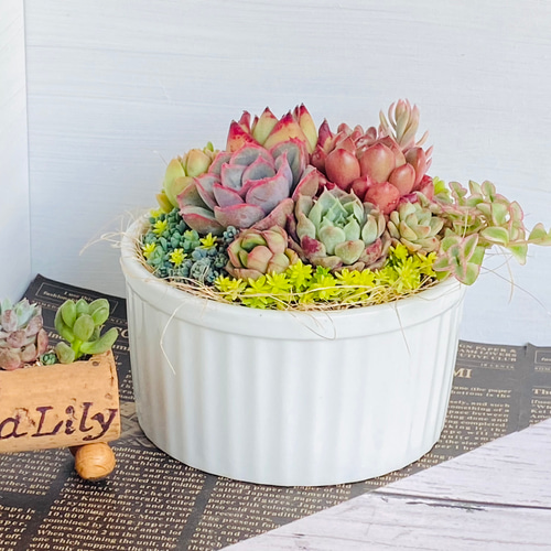 そのまま飾れる】多肉植物 寄せ植え ..＊ 14 ＊.. 多肉植物 Dia Lily