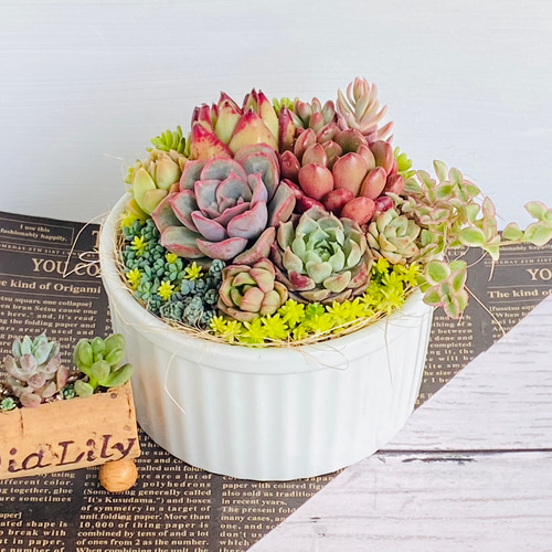 そのまま飾れる】多肉植物 寄せ植え ..＊ 14 ＊.. 多肉植物 Dia Lily
