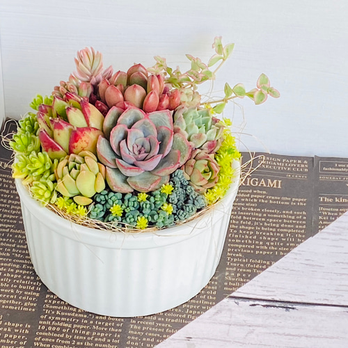 そのまま飾れる】多肉植物 寄せ植え ..＊ 14 ＊.. 多肉植物 Dia Lily