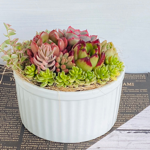 そのまま飾れる】多肉植物 寄せ植え ..＊ 14 ＊.. 多肉植物 Dia Lily