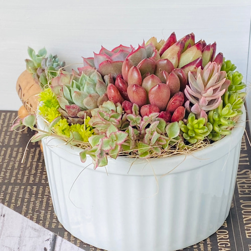 そのまま飾れる】多肉植物 寄せ植え ..＊ 14 ＊.. 多肉植物 Dia