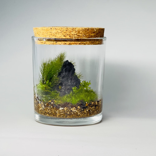 苔テラリウム【溶岩石の小山】 テラリウム 6F MOSS WORK 通販 13956757