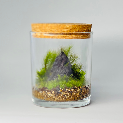 苔テラリウム【溶岩石の小山】 テラリウム 6F MOSS WORK 通販 13956757