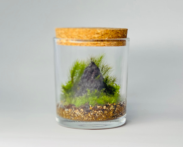 苔テラリウム【溶岩石の小山】 テラリウム 6F MOSS WORK 通販 13956757