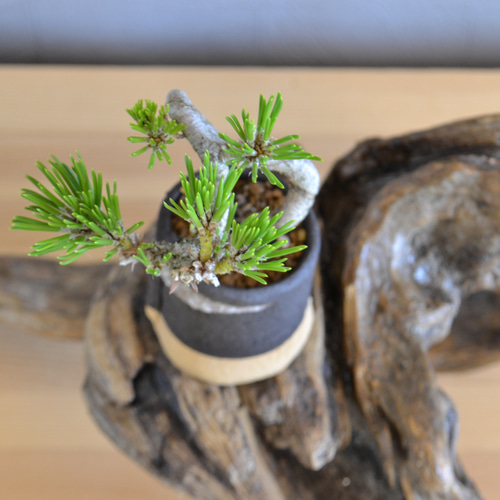 インテリア盆栽「黒松 半懸崖」 盆栽 ReBonsai 通販 13956882