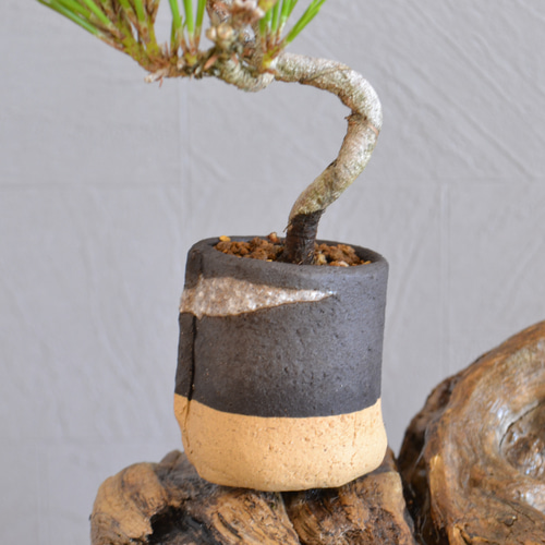 松柏盆栽 黒松（クロマツ）半懸崖 | 盆栽と山野草の植物店 八百