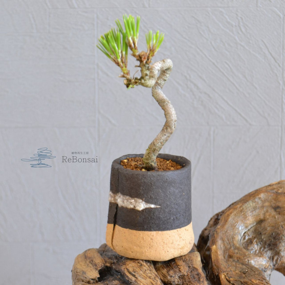 インテリア盆栽「黒松 半懸崖」 盆栽 ReBonsai 通販 13956882