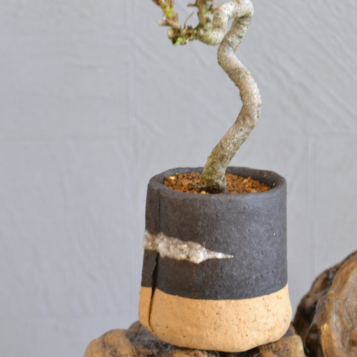 インテリア盆栽「黒松 半懸崖」 盆栽 ReBonsai 通販 13956882 インテリア盆栽「黒松 半懸崖」 盆栽 ReBonsai 通販 13956882