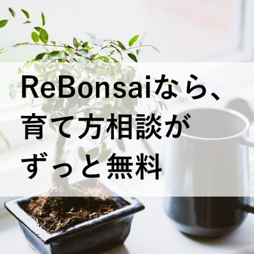 インテリア盆栽「黒松 半懸崖」 盆栽 ReBonsai 通販 13956882｜Creema