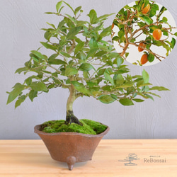 インテリア盆栽「ヤマコウバシ」 盆栽 ReBonsai 通販 11948542｜Creema