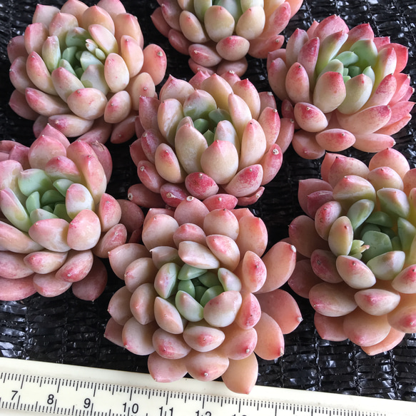 新入荷　レア新品種　多肉植物　エケベリア　オレンジ大福　抜き苗　1苗3500円 1枚目の画像