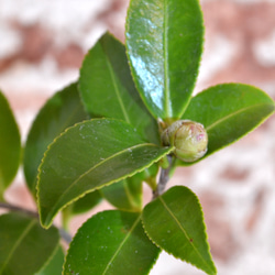 インテリア盆栽「山茶花（サザンカ）」 4枚目の画像