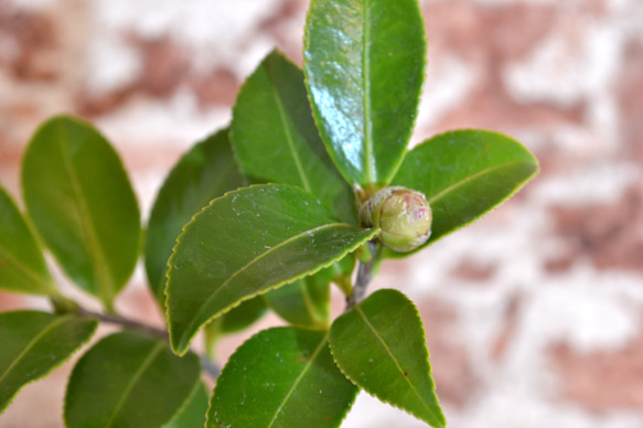 インテリア盆栽「山茶花（サザンカ）」 4枚目の画像