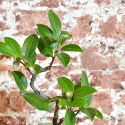 インテリア盆栽「山茶花（サザンカ）」 2枚目の画像