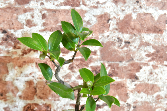 インテリア盆栽「山茶花（サザンカ）」 2枚目の画像