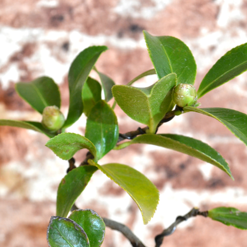 インテリア盆栽「山茶花（サザンカ）」 盆栽 ReBonsai 通販