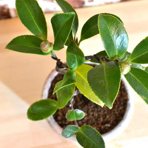 インテリア盆栽「山茶花（サザンカ）」 盆栽 ReBonsai 通販