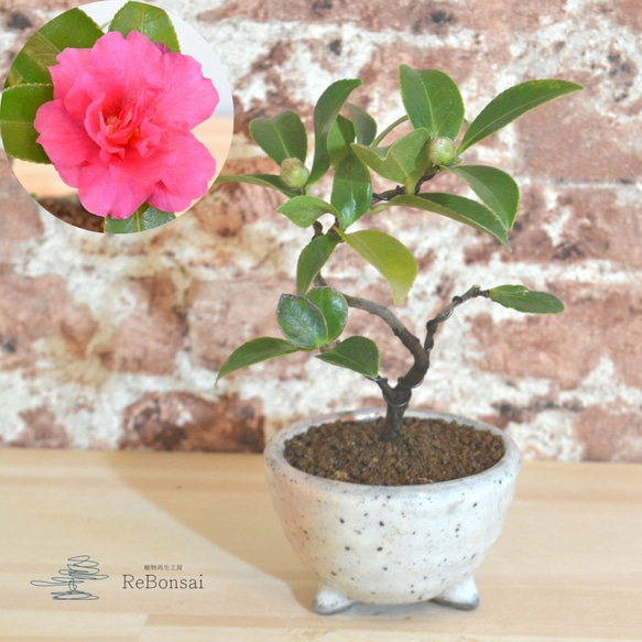 インテリア盆栽「山茶花（サザンカ）」 盆栽 ReBonsai 通販