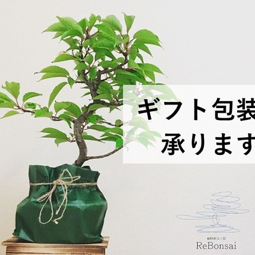 インテリア盆栽「山茶花（サザンカ）」 盆栽 ReBonsai 通販 13957689