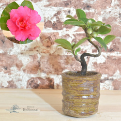 77898090a48f64d74c568a999e4296