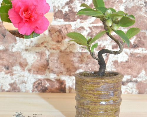 77898090a48f64d74c568a999e4296