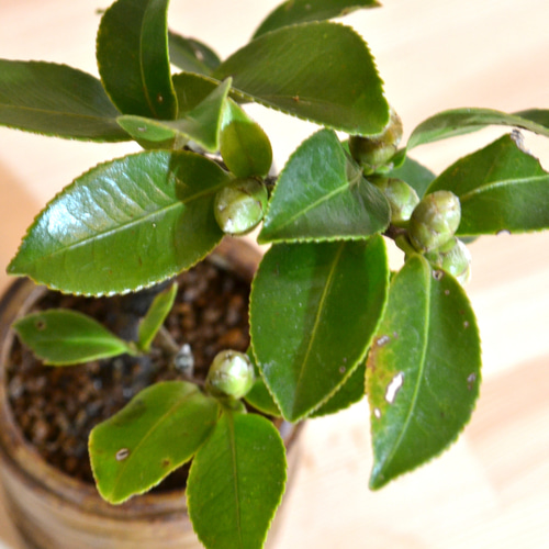 インテリア盆栽「山茶花（サザンカ）」 盆栽 ReBonsai 通販 13957689