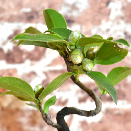 インテリア盆栽「山茶花（サザンカ）」 盆栽 ReBonsai 通販 13957689