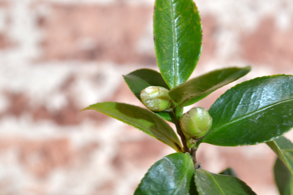 インテリア盆栽「山茶花（サザンカ）」 3枚目の画像