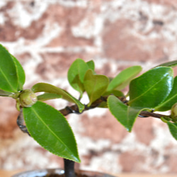 インテリア盆栽「山茶花（サザンカ）」 2枚目の画像