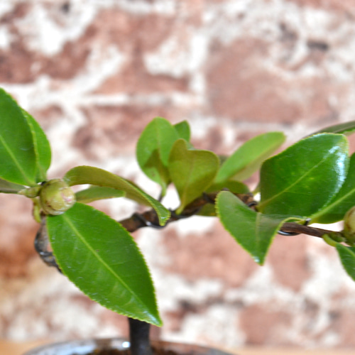 インテリア盆栽「山茶花（サザンカ）」 盆栽 ReBonsai 通販 13957700