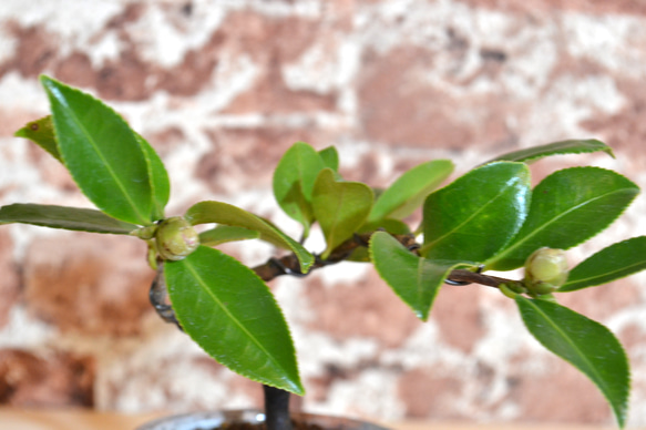 インテリア盆栽「山茶花（サザンカ）」 2枚目の画像