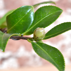 インテリア盆栽「山茶花（サザンカ）」 4枚目の画像