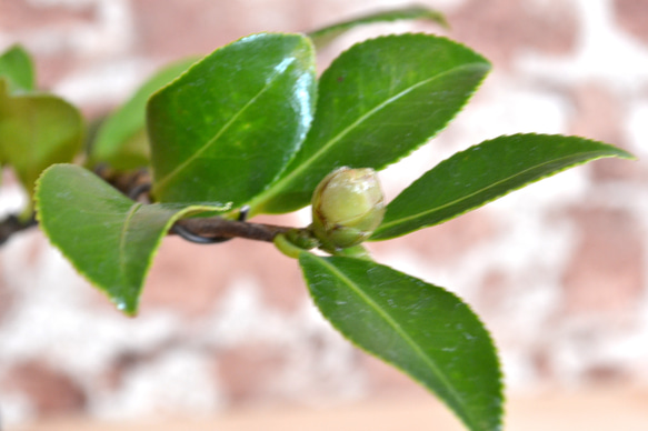 インテリア盆栽「山茶花（サザンカ）」 4枚目の画像