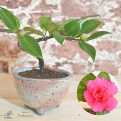 インテリア盆栽「山茶花（サザンカ）」 盆栽 ReBonsai 通販 13957700