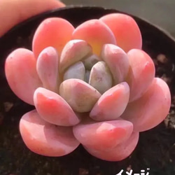 新入荷 多肉植物 エケベリア 雪苺娘 特価 カット苗 1苗999円 多肉植物